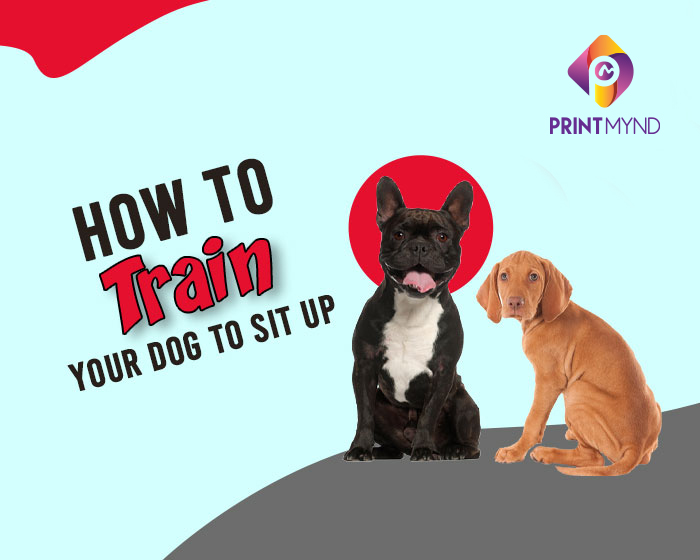 how to train your dog to sit up