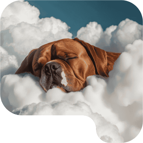 Dog in clouds