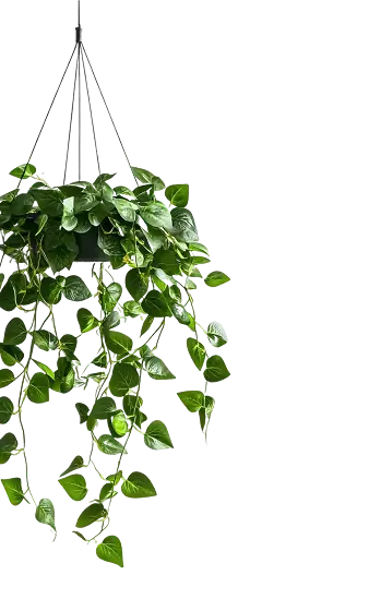 hanging-green-plant